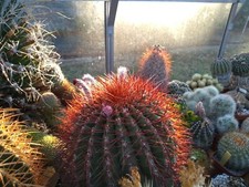 Cactus mixed, 50 freshly