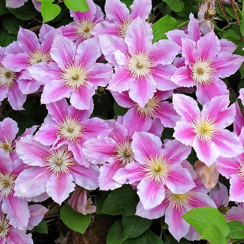 Clematis piilu deciduous - clematis,