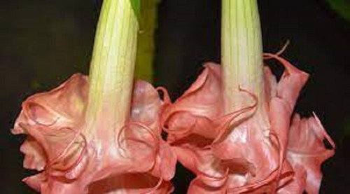 Brugmansia amour double pink - brugmansia, l'amour