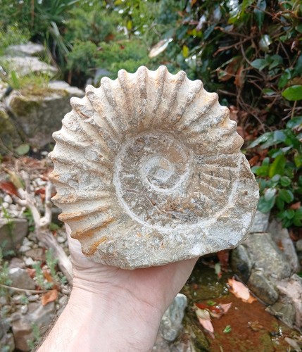 Large fossil ammonite - fossil,