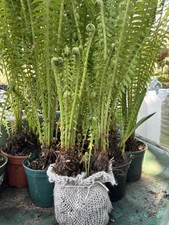 Matteuccia struthiopteris -