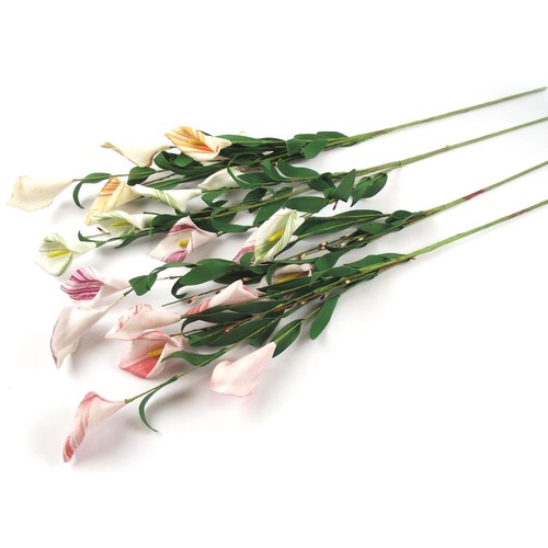 Head striped calla lily - head,