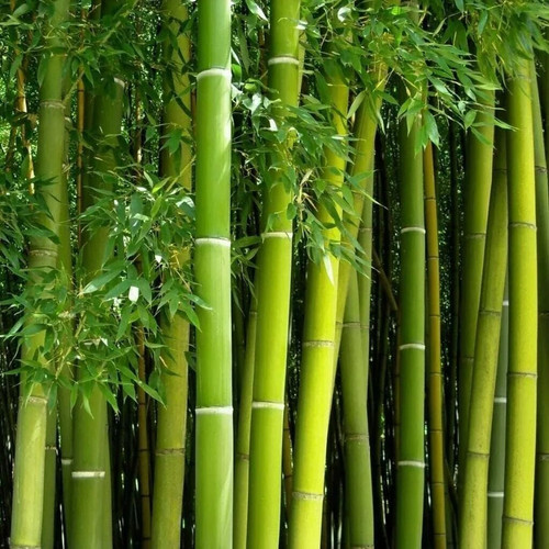 Giant green bamboo - green, seeds