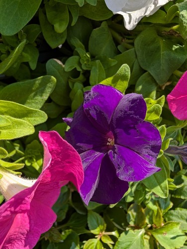 Mixed petunia plants - petunia,