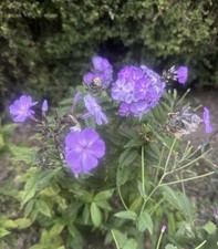 Phlox bare root garden - bare,