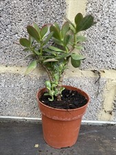 Crassula ovata money - crassula,