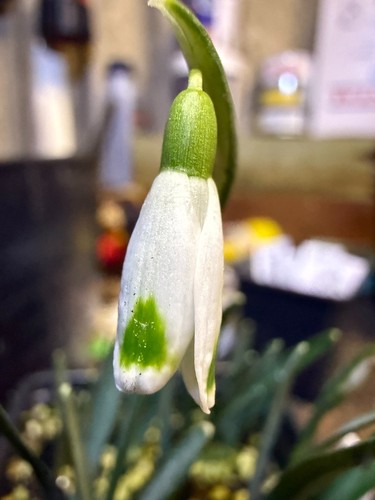 Galanthus gabbro snowdrop bulb - gabbro,