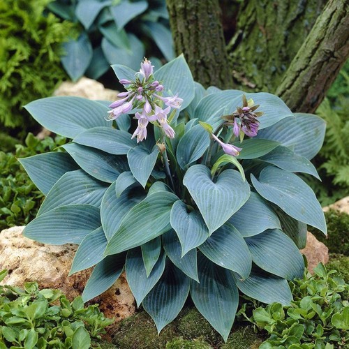 Hosta halycon plantain lily - hosta, 'halycon'