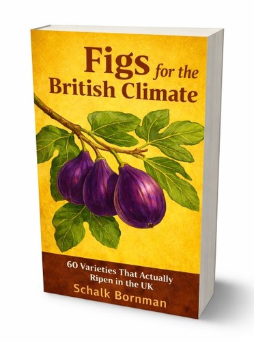 Brown turkey fig - fig, tree.
