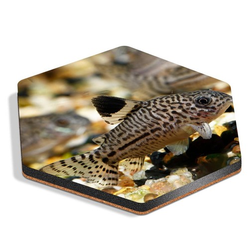 Hexagon mdf coaster - mdf,