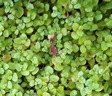 Soleriolia Helixine. The