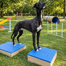 Dog Training Place Board &