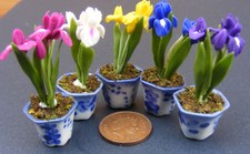 Dolls House Iris Flowers