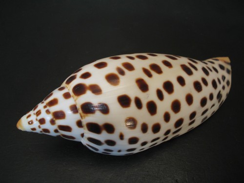 Rarely seen beauty scaphella - rarely,