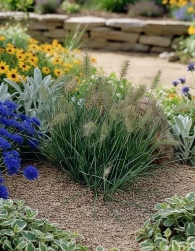 Pennisetum little honey - 'little, honey'