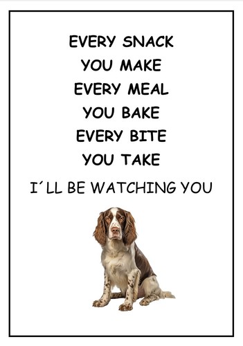 Springer spaniel ll - , be