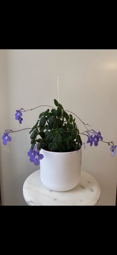 False african violet - false,