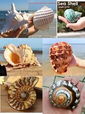 Natural Fasciolaria Trapezium large Top quality real shell sea snail home decora