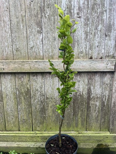 Beech dawyck gold 80 - beech, 80/100cm