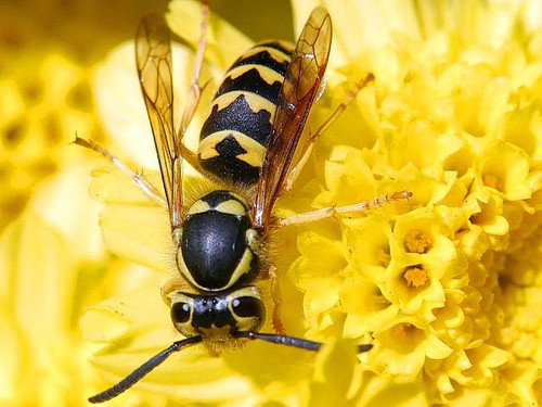 Real wasp insect - wasp,