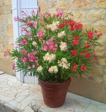 Oleander tricolour R/P/W bush