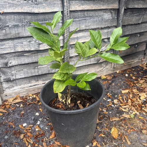 Real lemon tree bonsai indoor - real,