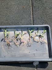 12 Michaelmas Daisy Plants