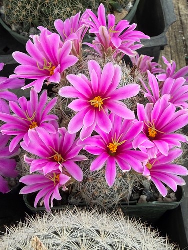 Mammillaria boolii mature - mammillaria,