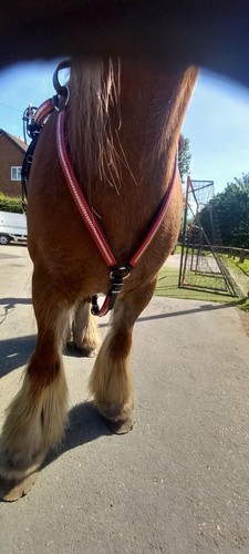 Quick hitch driving harness - hitch,