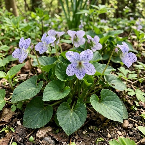 Viola dark freckles unusual - viola,