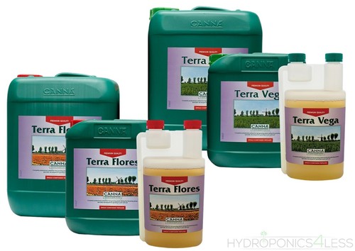 Canna terra vega - vega, flores