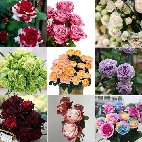 Multicolor rare rose seeds - 50,