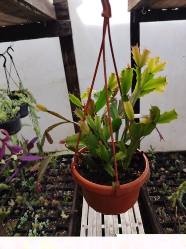 Christmas thanksgiving cactus - thanksgiving,