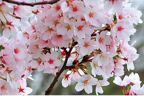Fuji cherry blossom tree - cherry,
