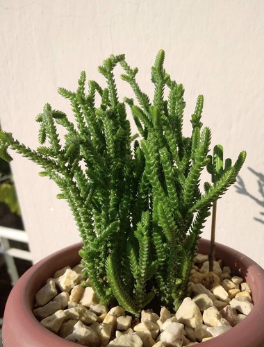 Crassula muscosa watch - muscosa, (watch