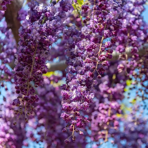 Wisteria floribunda black - floribunda, ’black