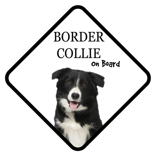 Border collie board car - on,