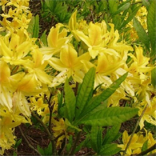Rhododendron luteum 10l - in,