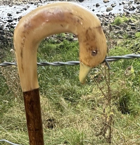 Rams horn walking stick - rams,