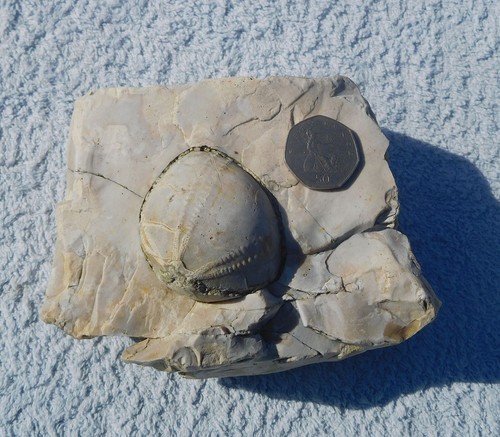 Rare flint sea urchin - flint,
