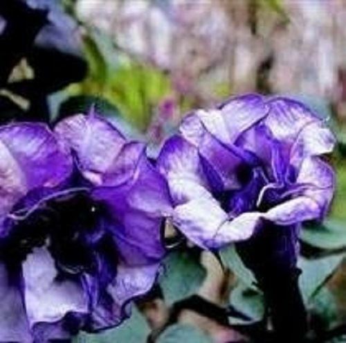 Brugmansia double eryingium - brugmansia,