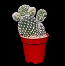 Opuntia Bunnies Ears