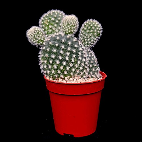 Opuntia bunnies ears - bunnies,