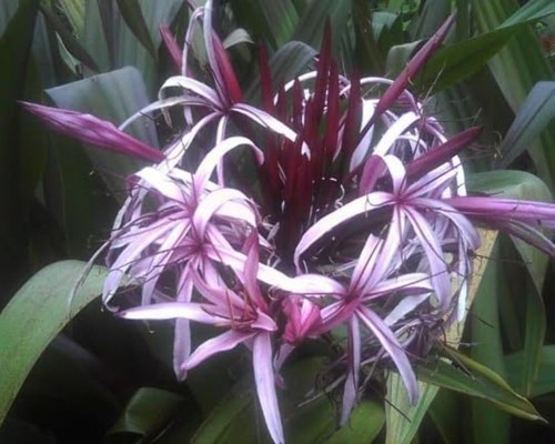 Giant purple lilly - purple,