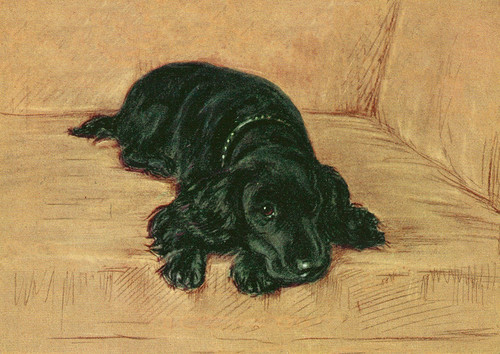 Cocker spaniel dog - dog, greeting