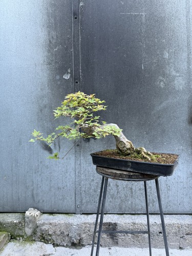 Exceptional trident maple - exceptional,