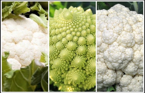 Cauliflower plant plug - plant, mixed
