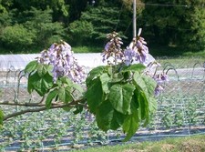 Paulownia tomentosa in 9cm pot Foxglove Tree