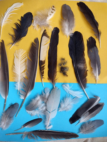 Natural feathers x35 free - feathers,
