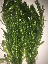 2 BUNCHES ELODEA DENSA LIVE